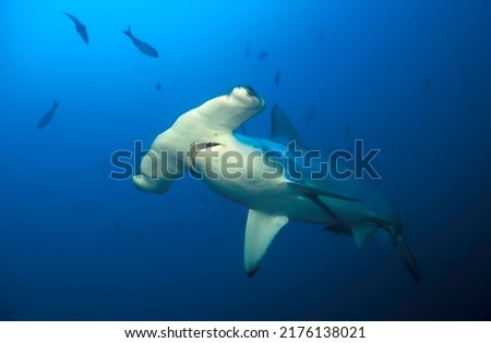 Close portrait of a scalloped shark (sphyrna lewini) Royalty-Free Stock Photo #2176138021