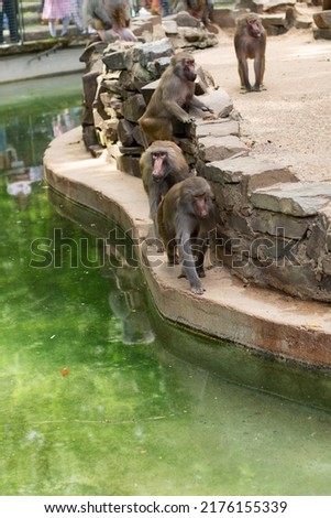 baboons walking near water. 