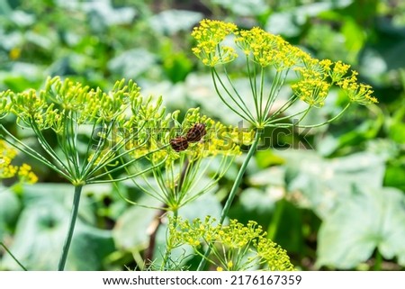 bugs rest together on a sprig of dill