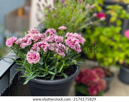 Beautiful pink purple Carnations decorative balcony flowers in a flower pot hanging on a balcony terrace fence close up Royalty-Free Stock Photo #2176175829