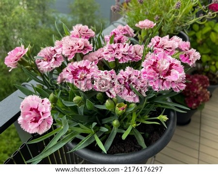 Beautiful pink purple Carnations decorative balcony flowers in a flower pot hanging on a balcony terrace fence close up Royalty-Free Stock Photo #2176176297