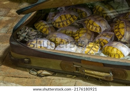 A battered suitcase full of Tortoise shells being smuggled out of the country. Animal smuggling concept. Royalty-Free Stock Photo #2176180921