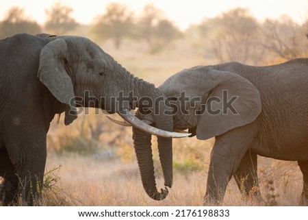Elephants fighting in a grass land open area with their trunks Royalty-Free Stock Photo #2176198833
