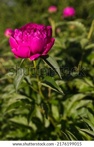 Pink peonies flowers field nature spring background with sun. Space for text. Soft selective focus. Beautiful wild flower.