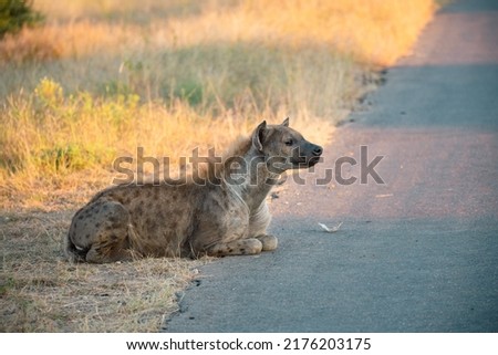 spotted hyena laying next to the road
