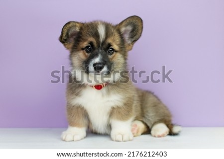 Cute Corgi Pembroke puppy looks at the camera against a purple background