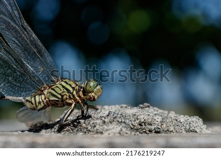 Macro Photography, close up of a dragonfly. 
