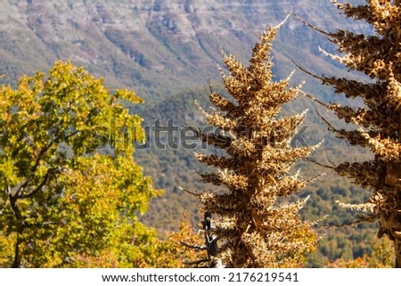 Dried Puya chilensis, Chagual flower on a mountain at the Seven Cups National Park, Chile