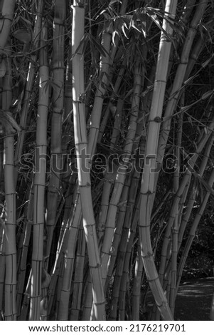 Shadow and Sunlight View of a Dense Bamboo Grove in a Rainforest.