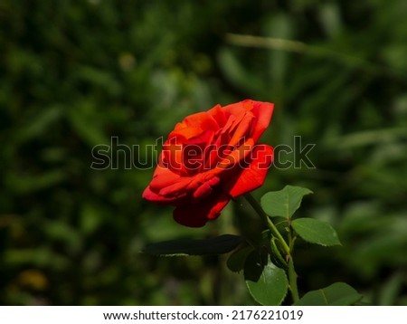 A close-up photo of a flower on a dark background