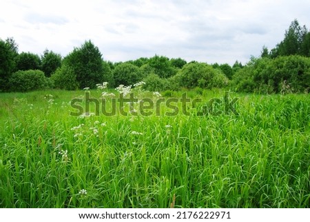 An overgrown field. White flowers in the foreground. Cloudy. Summer village landscape. Tall grass and weeds overgrown in a field. Royalty-Free Stock Photo #2176222971