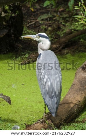 grey heron waiting for prey