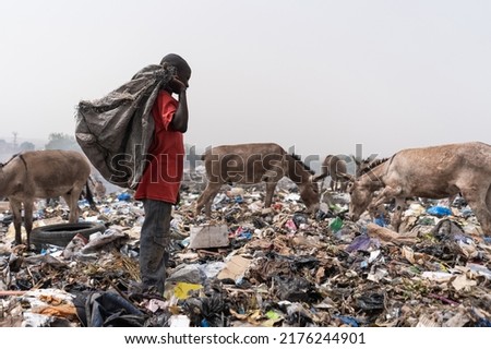 Lonely African boy standing in a landfill with a black plastic bag on his shoulder looking for reusable material, surrounded by hungry garbage grazing donkeys. Royalty-Free Stock Photo #2176244901