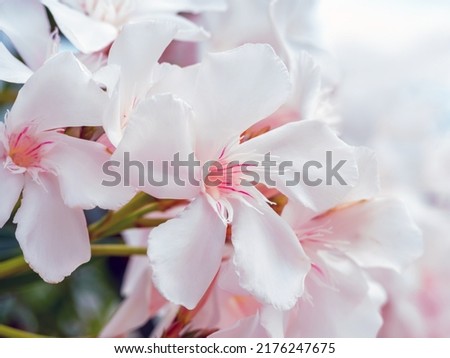 macro photo of white and pink oleander flowers on a sunny day