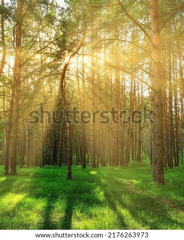 Sunset or dawn in a pine forest in spring or early summer. The sun among the trunks of pines. Royalty-Free Stock Photo #2176263973