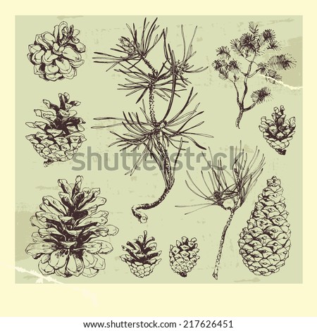 Hand drawn pine tree cones and branches