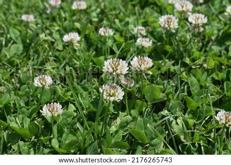 White Clover, clover creeper flower, Trifolium repens flower lawn, meadow, among three leaf green clovers , weed plants among grass field. Trifolium repens , perennial wildflower. Springtime flowers. 