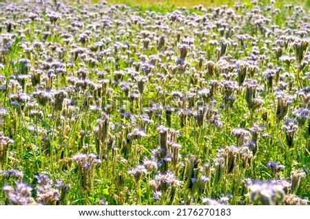 Phacelia tanacetifolia (known as lacy phacelia, blue tansy or purple tansy), arable plant also honey plant with purple flowers Royalty-Free Stock Photo #2176270183