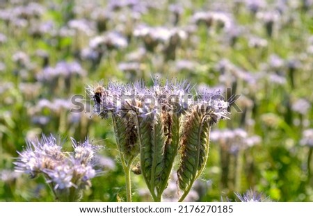 Phacelia tanacetifolia (known as lacy phacelia, blue tansy or purple tansy), arable plant also honey plant with purple flowers Royalty-Free Stock Photo #2176270185
