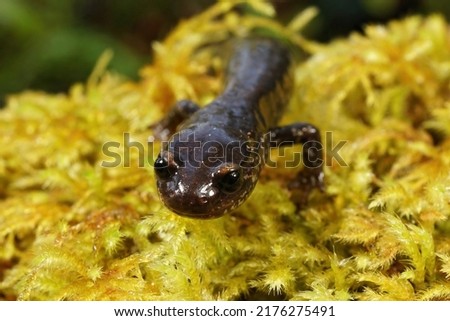 Frontal closeup on an adult of the endangered Del Norte salamander, Plethodon elongatus sitting on green moss