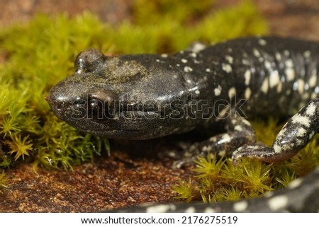 Close up of a headshot of an adult Aneides flavipunctatus, Black Salamander, endemic to North California