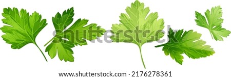 Stylized in a realistic manner image of coriander leaves. Laconic stylization for your logboard, menu or showcase vector 3-dimensional illustration made on a white background. Royalty-Free Stock Photo #2176278361