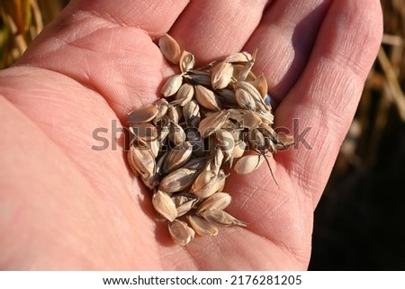 Wheat (Triticum aestivum L.)Golden wheat (Triticum aestivum ) grains in the hand Royalty-Free Stock Photo #2176281205