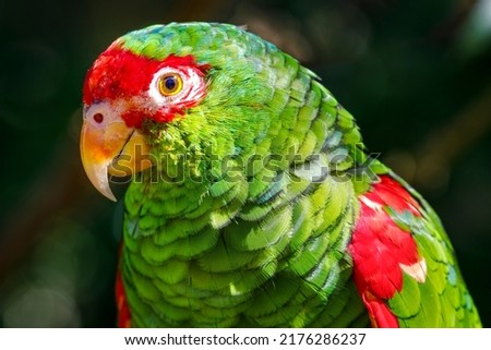 Green parakeet close-up in Pantanal at sunlight, Brazil Royalty-Free Stock Photo #2176286237