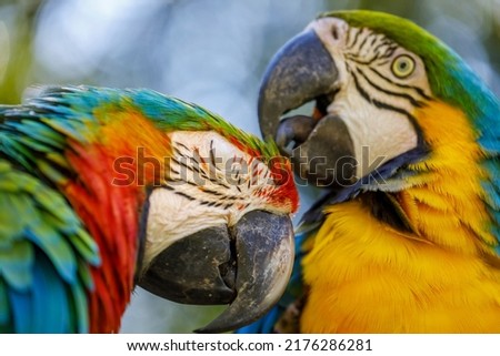 Colorful macaw parrots affection together in Pantanal, Brazil Royalty-Free Stock Photo #2176286281