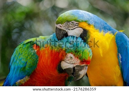 Colorful macaw parrots affection together in Pantanal, Brazil