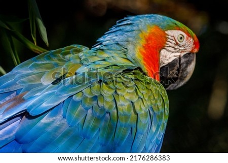 Colorful Macaw parrot back view in Brazil