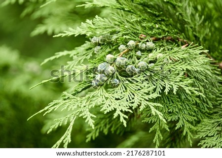 Chamaecyparis lawsoniana, known as Port Orford cedar or Lawson cypress, is conifer in genus Chamaecyparis, family Cupressaceae. It is native to Oregon and northwestern California. Royalty-Free Stock Photo #2176287101