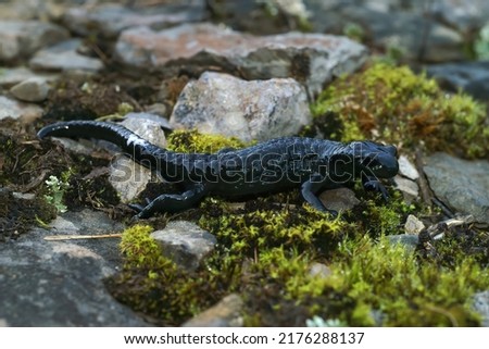 Closeup on an antipredator milky gland secretion from an adult black Alpine salamander, Salamandra atrain the Swiss alps