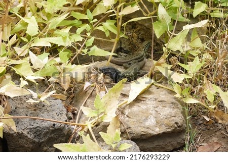 Close up of lizard on the rocks. Taken in La Orotava