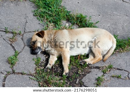 Small mongrel sleeps lying on its side on asphalt. Domestic dog lying in yard basking under summer sun. National mutt day