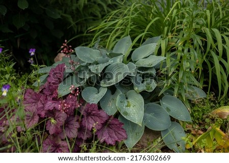 Isolated view of a mixture of host plants in a lush and beautiful garden, green, white, blue and yellow foliage, soil