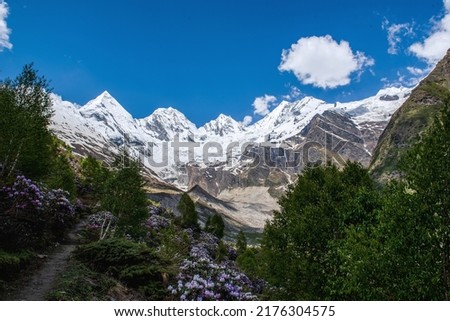 a photo of forest against snowy mountains