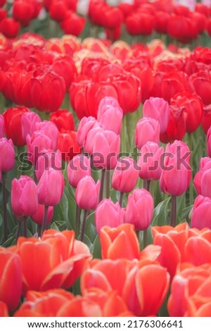 Plenty of colorful tulips in the park in summer time
