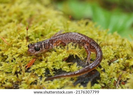 Closeup on an adult Oregon Californian Ensatina eschscholtzii salamander sitting on green moss