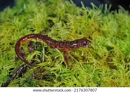 Closeup on a male orange brown  Californian Ensatina eschscholtzii picta salamander, sitting on green moss