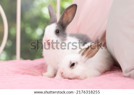 Baby bunny easter rabbit relaxing in living room with flowers garden bokeh background. Fluffy baby rabbit, lovely mammal with beautiful bright eyes in nature life. Animal easter symbol concept.