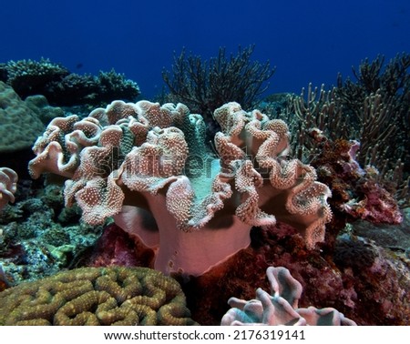 A Mushroom Leather coral in a shallow reef Boracay Island Philippines  