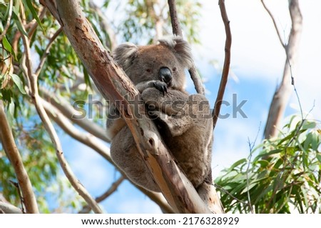 Wild Koala - Kangaroo Island