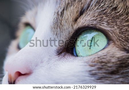 Siamese cat close up pic.