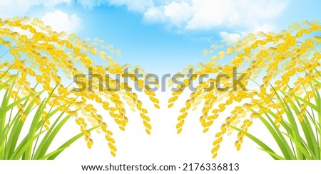 Rice rice autumn gold background