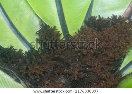 The brown, hairy and fibrous Asplenium nidus spongy roots