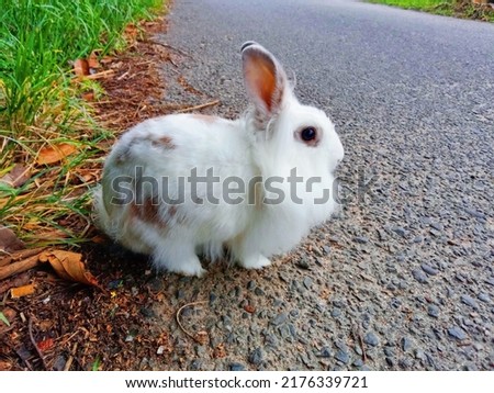 cute bunny on the side of the road.