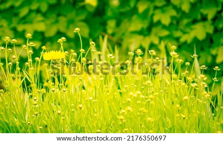 Light spring background of grass. Delicate yellow tinting. Summer garden in the sun