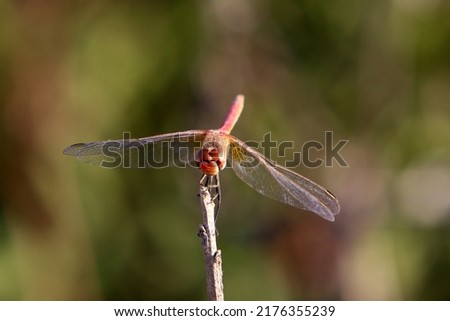 Small insects are a class of invertebrate arthropods. Royalty-Free Stock Photo #2176355239