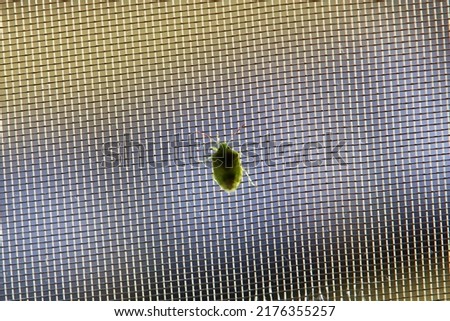 Small insects are a class of invertebrate arthropods. Royalty-Free Stock Photo #2176355257